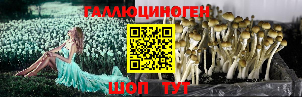 Псилоцибиновые грибы MAGIC MUSHROOMS  Галлюциногенные грибы Psilocybe  Борисоглебск  Вход с VPN 